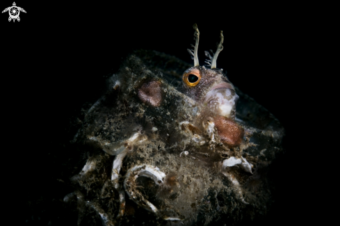 A Blennius ocellaris  | Bavosa occhiuta