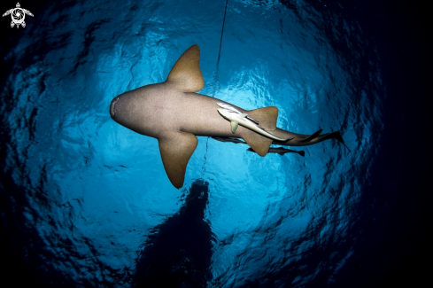 A Nurse Shark