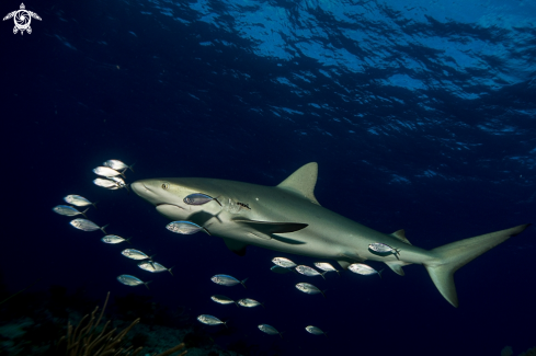 A Caribbean Reef Shark