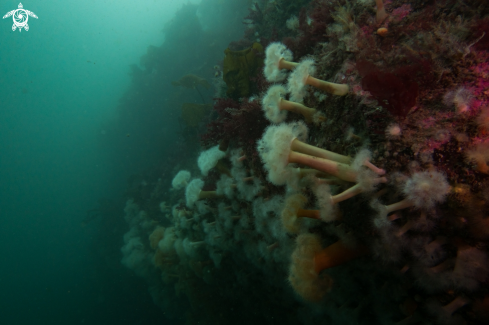 A Plumose Anemones