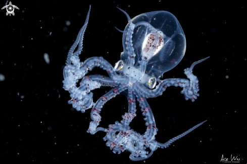 A Larval Wonderpus Octopus