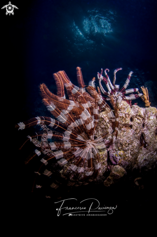 A Crinoidi