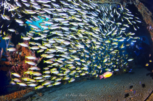 A Al Munassir Wreck