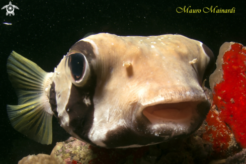 A Porcoupine fish