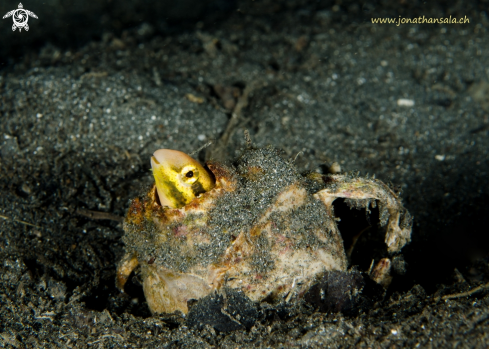 A Meiacanthus Grammistes | Striped poison-fang Blenny