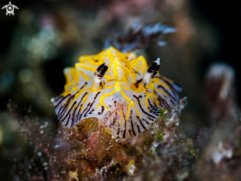 A Reticulidia sp. | Nudibranch 