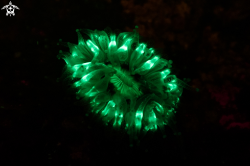 A Devonshire Cup Coral