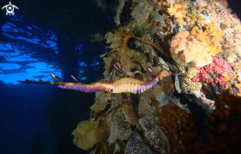 A Weedy Sea dragon