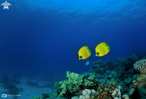 A Chaetodon semilarvatus | Blue-cheeked butterfly fish