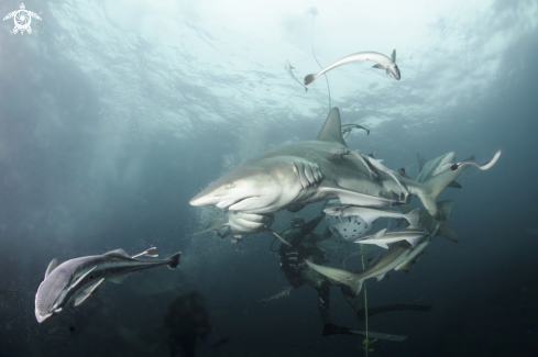 A Carcharhinus limbatus | oceanic black tip shark