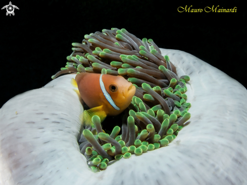 A Clownfish and anemone