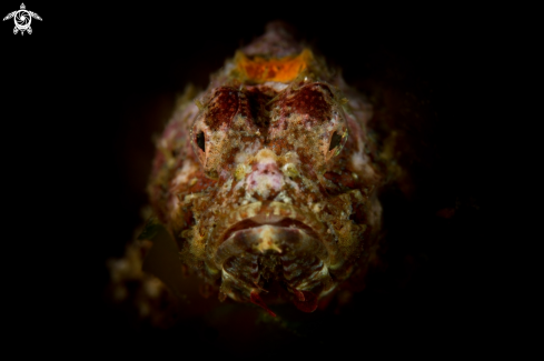 A Flasher Scorpionfish