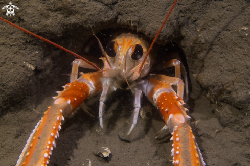 A Nephrops norvegicus | Langoustine