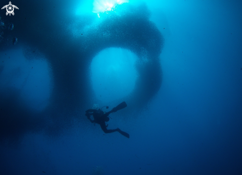 A Sardine | Sardine  run