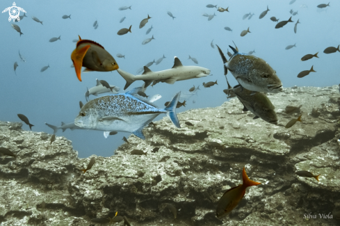 A Caranx melampygus and Triaenodon obesus | Bluefin Trevallies and White Tip Sharks