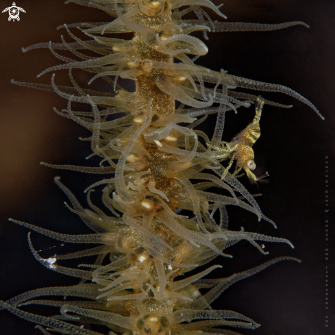 A Wire Coral Shrimp