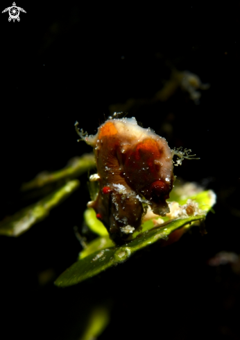 A pontoh's pygmy seahorse-dark variation | sea hores