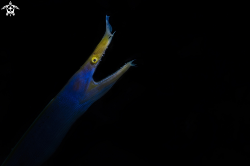 A Rhinomuraena quaesita | The ribbon eel 