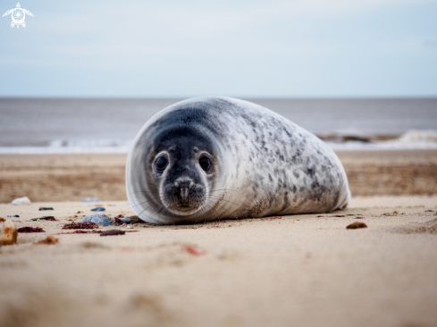A Halichoerus grypus | Grey Seal (pup)
