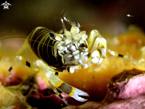 A Caridina huananensis | New Bee Shrimp