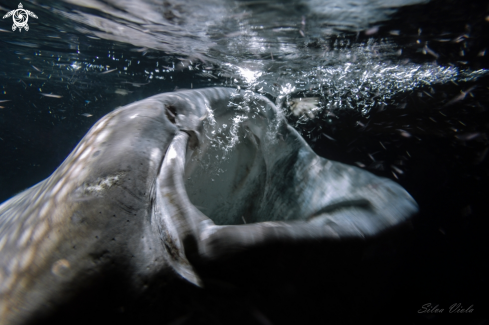 A Rhincodon typus | Whale Shark