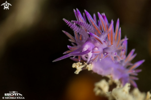 A Flabellina ischitana | Flabellina ischitana