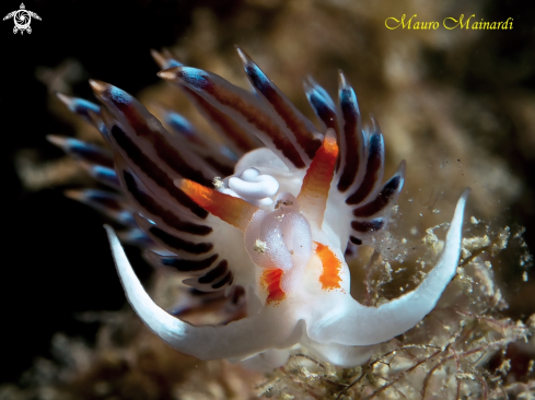 A Cratena peregrina | Nudibranch