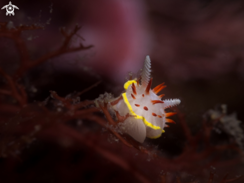 A Diaphorodoris papillata | Nudibranch