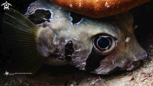 A Porcupinefish