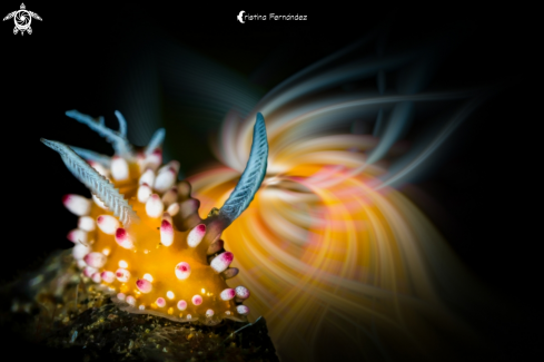 Nudibranch