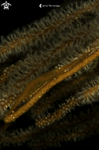A Tozeuma lanceolatum | Shrimp