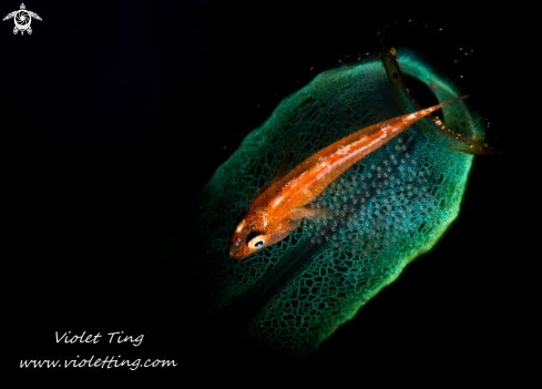 A Tunicate goby with eggs