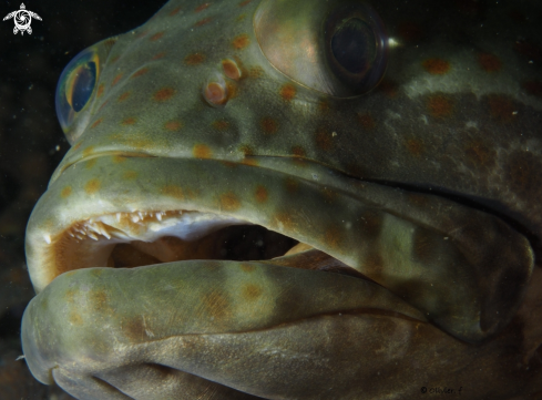 A Orange-spotted grouper