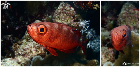 A Blotchedeye soldierfish