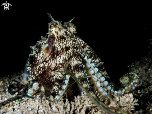 A Amphioctopus marginatus | Coconut octopus