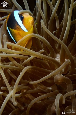 A Amphiprioninae | Clown fish