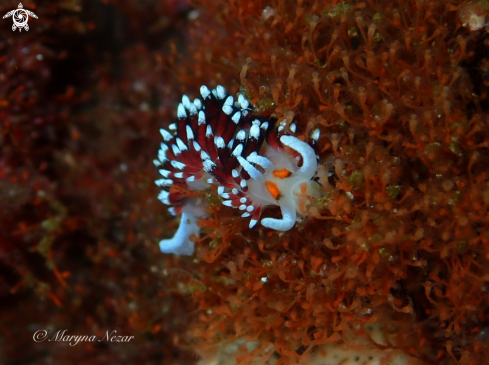 A cape town reef life