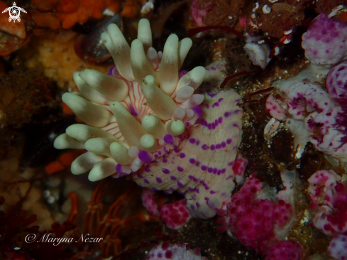 A cape town reef life