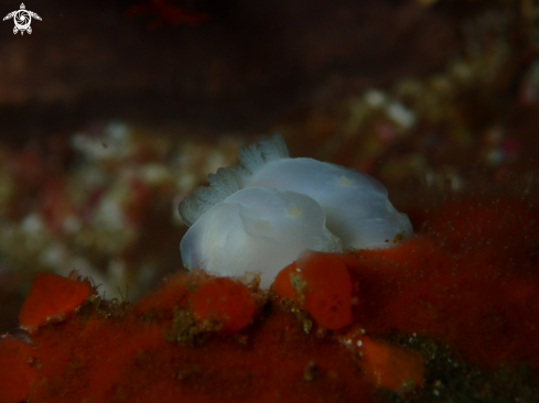 A cape town reef life