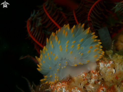 A Gasflame nudibranch