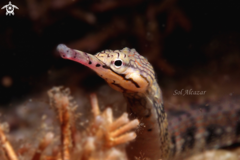 A pipefish