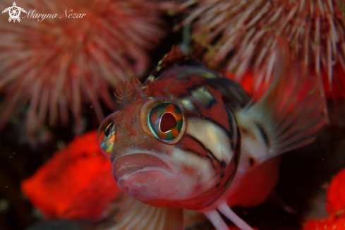 A Speckled Klipfish