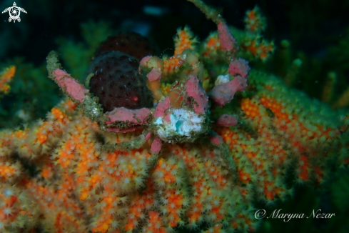 A spider crab