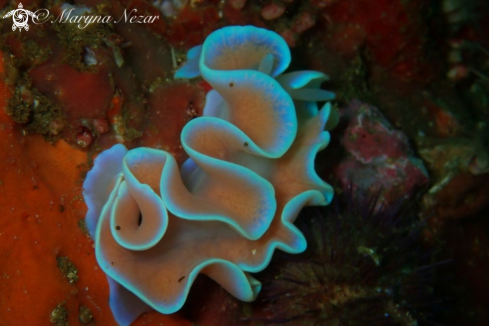 A Frilled Nudibranch