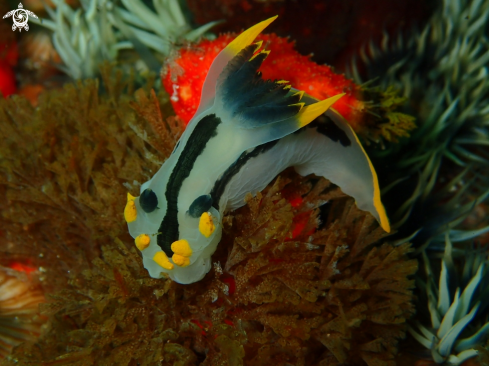 A Crowned Nudibranch