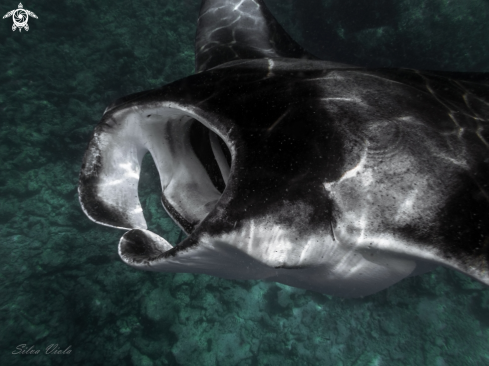 A Reef Manta Ray