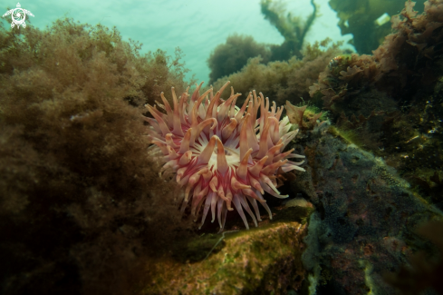 A Horseman Anemone