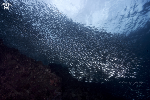 A sardines