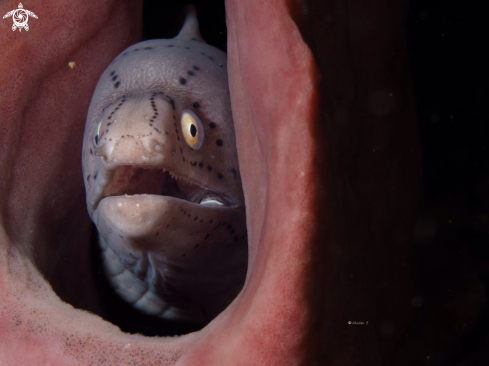 A Gymnothorax griseus | Geometric moray