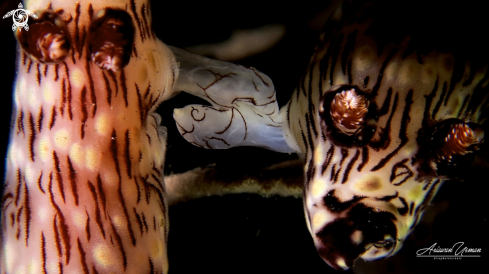 A Jorunna rubescens | Nudibranch